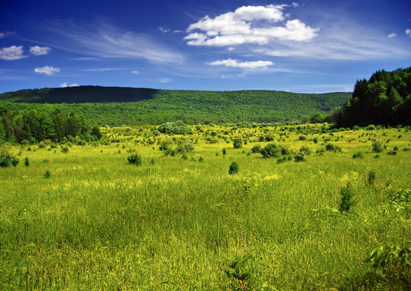 Tonelli_Landscape